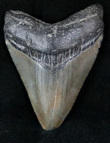 Fossil Megalodon Tooth #13358